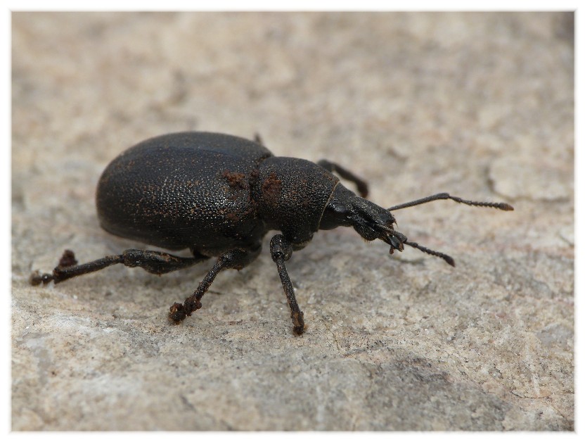 Otiorhynchus del Gargano da determinare